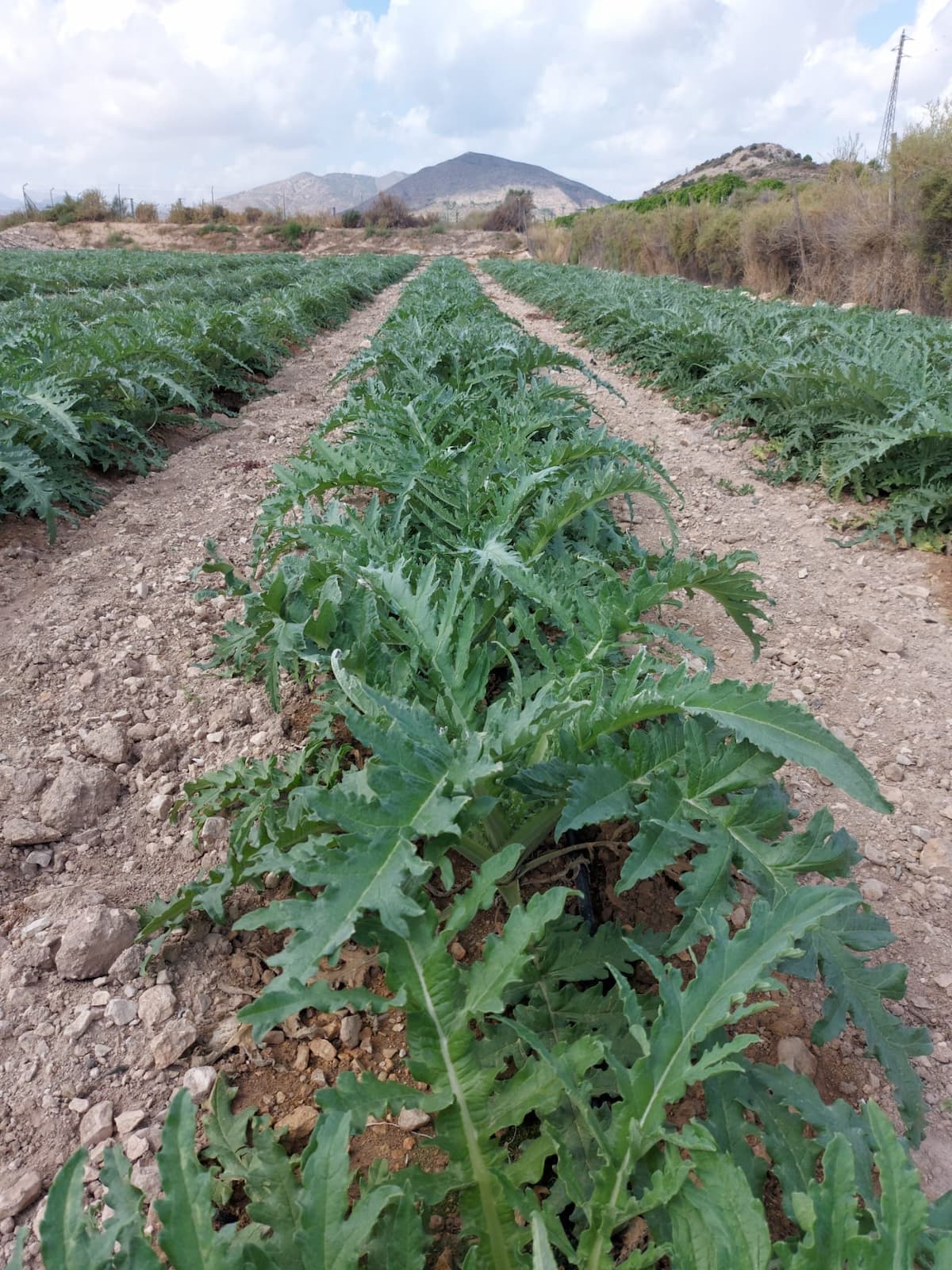 Frutas Jopami - Tradición agrícola
