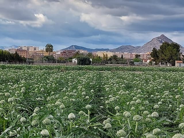 Alcachofas en campo