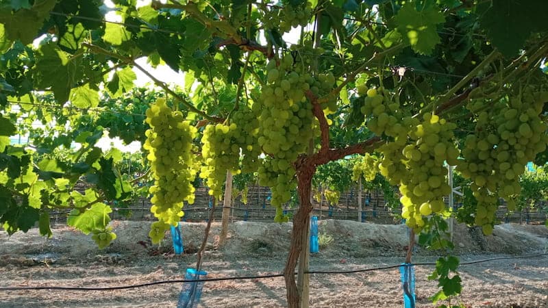 Uvas de Mesa