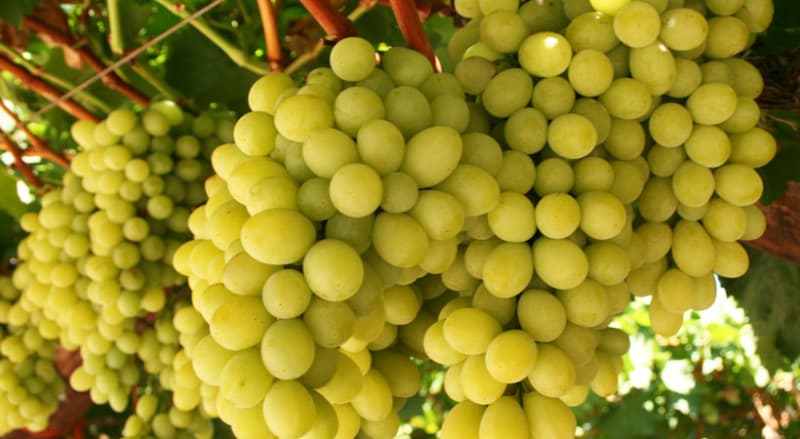 Viñedos del Valle del Vinalopó