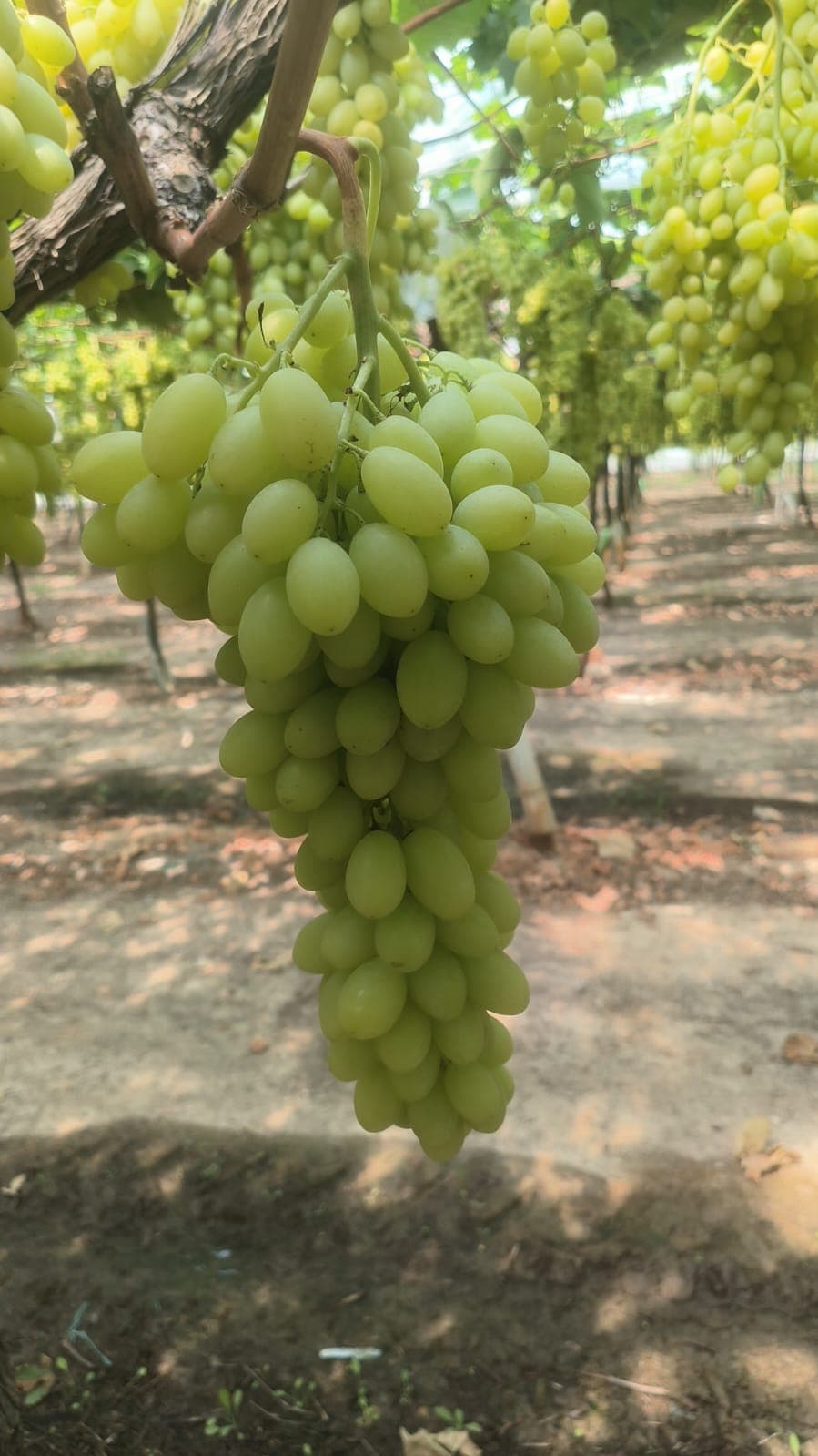 Regal